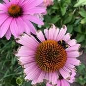 Showtuin Aartselaar Echinacea purpurea Magnus na de hittegolf en slapende hommel Showtuin rreac04 Publiek Aartselaar Echinacea na hittegolf Hommel Bijenplant Warme zomer